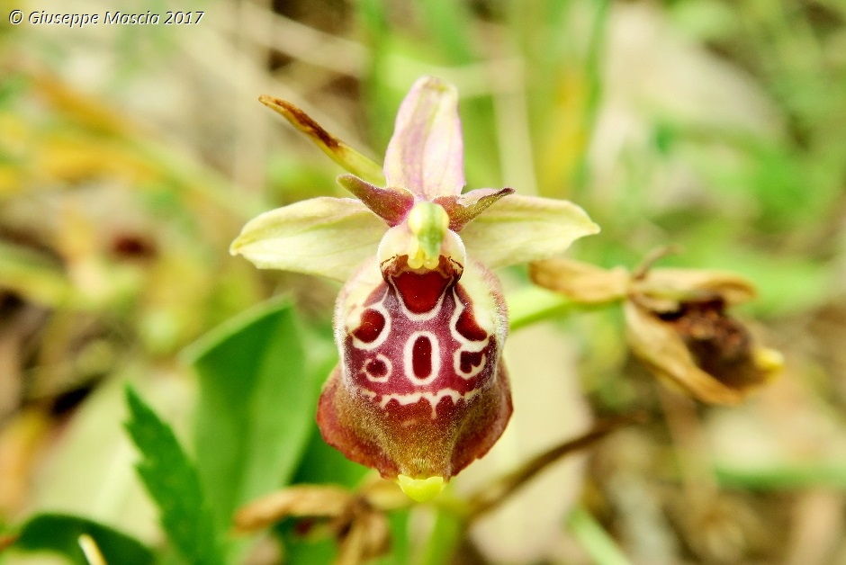 Ophrys oxyrrhynchos subsp. ingrassiae